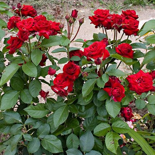 Ciemno czerwony - róże rabatowe floribunda